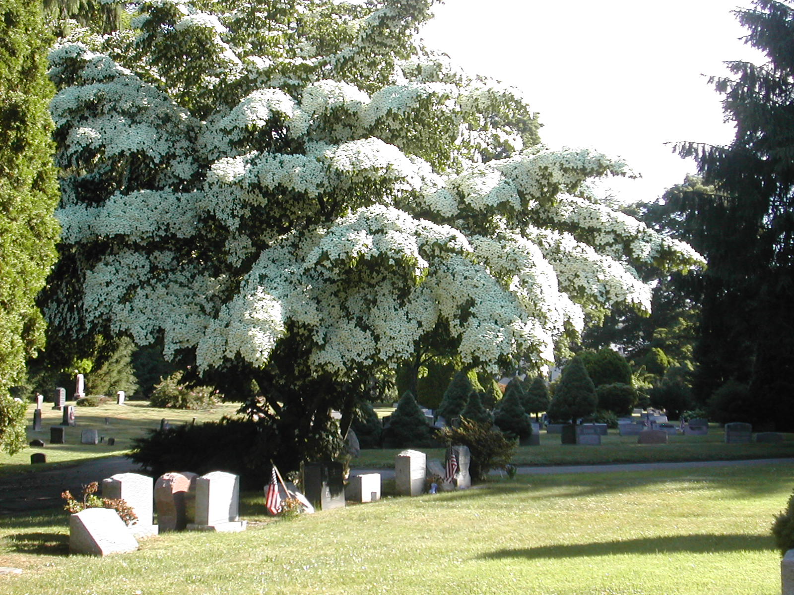 Cemetery 162